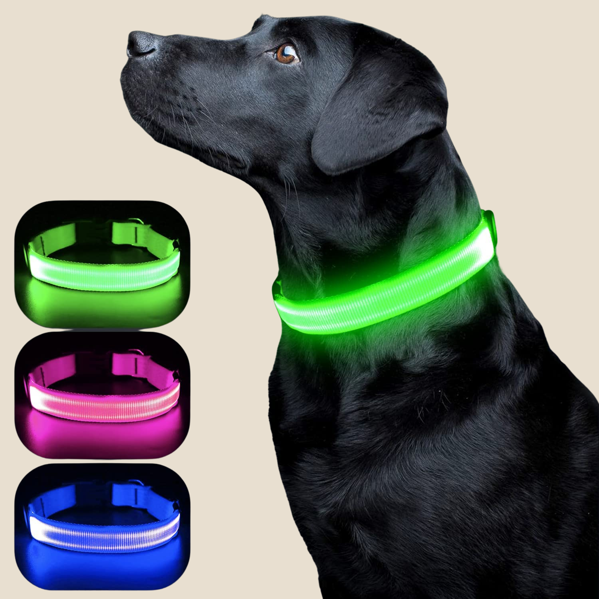 Light up on sale dog collar