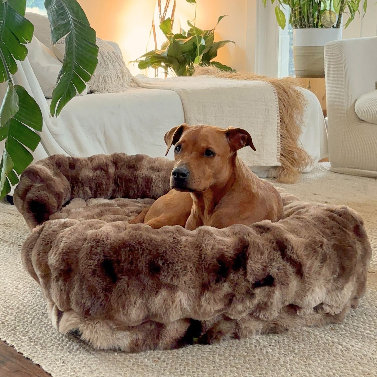 Gun je hond rust die écht herstelt
