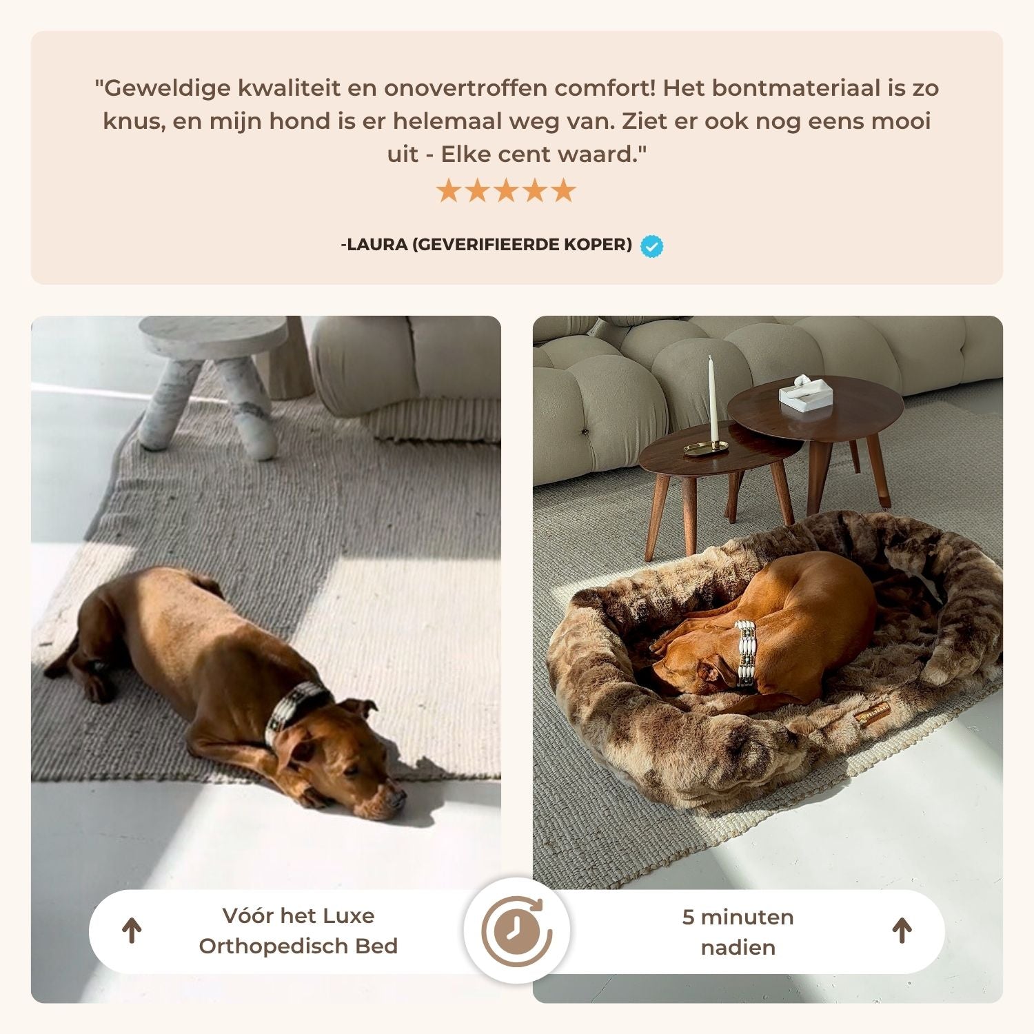 Gun je hond rust die écht herstelt