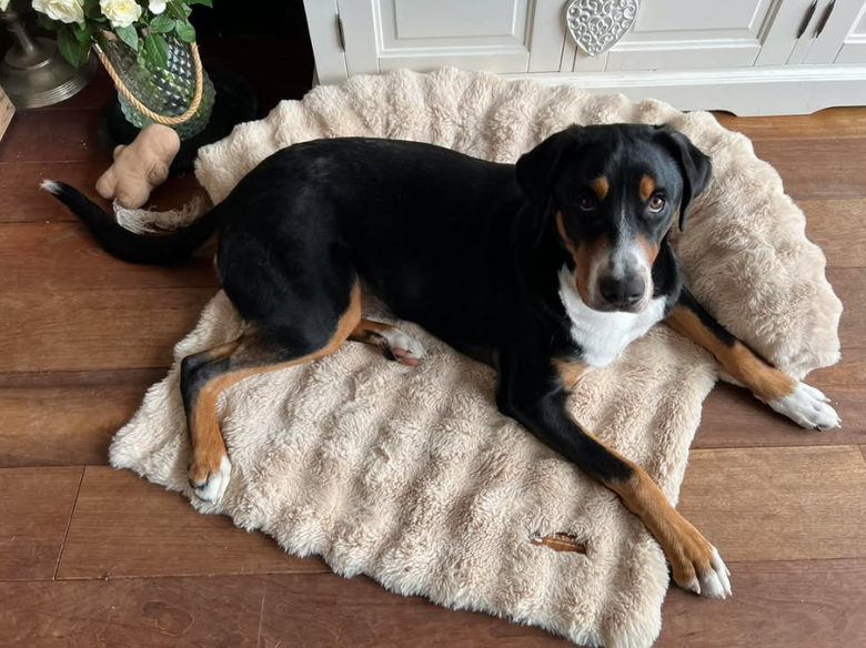 Maat M/L, beige