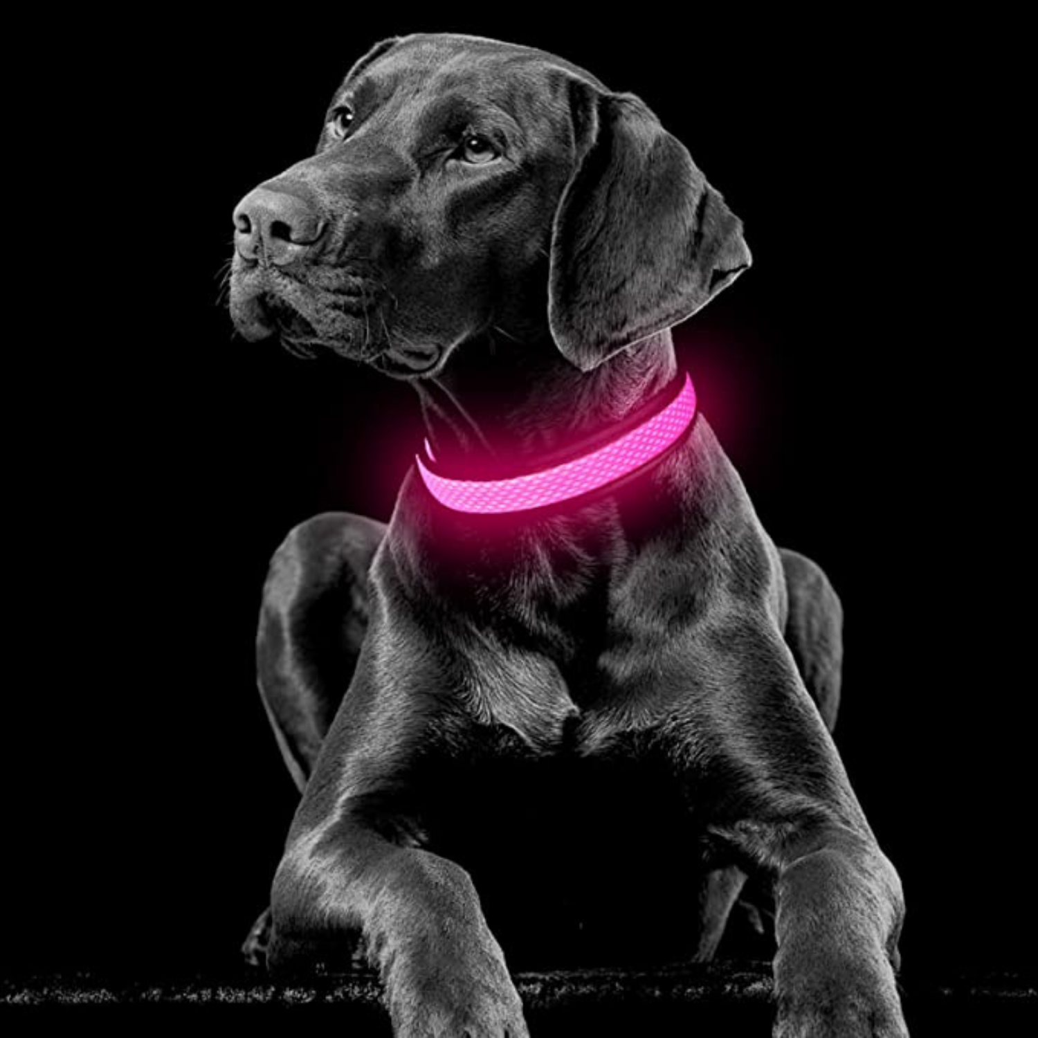 Collar with LED light for safe evening walks